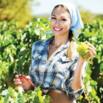Smiling young woman working on picking ripe grapes on winery yard